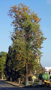 Maybe you would like to learn more about one of these? Silky Oak Definition And Synonyms Of Silky Oak In The English Dictionary