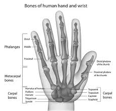 Image result for Hamate Bone