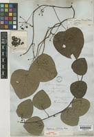 Image result for Stephania abyssinica