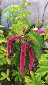 Image result for Acalypha lanceolata