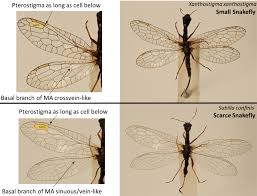 Image result for Raphidiocystis