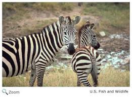 Résultat de recherche d'images pour "domesticated zebra"