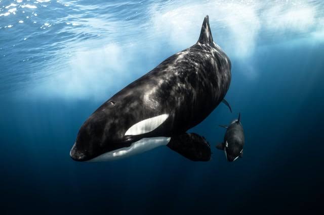 The lifelong bond of an orca mother and calf, do AI tạo