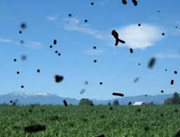 Check spelling or type a new query. See Black Spots