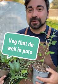 Growing Vegetables in Pots: A Beginner's Guide