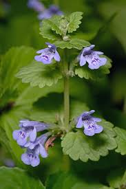 Image result for Glechoma  hederacea