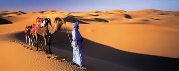 They also have to withstand harsher climates, like the gobi desert of asia. Experience Camel Rides Delicious Food And The Desert At Sunset In The Moroccan Sahara