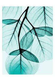 Teal Eucalyptus Art Print By Albert Koetsier At Art Com Abstract Albert Koetsier Art Prints