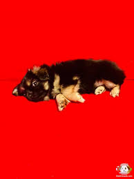 Pekinez Pekingese Erkek Yavru Pekinez Pekingese Erkek Yavru Kopek Kopekseverler Kopeksahiplendirme Kopekyavrusu Evc Pekinez Evcil Hayvanlar Kopek