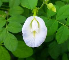 Image result for Clitoria