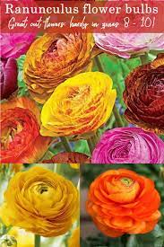 10 Ranunculus Flower Bulbs All 10 Of One Color Or Mix Double Telecote Sz 7 8 Ebay Bulb Flowers Flowers Ranunculus
