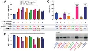 Each group of three consecutive nucleotides in rna is called a codon, . Organisms With Alternative Genetic Codes Resolve Unassigned Codons Via Mistranslation And Ribosomal Rescue Elife