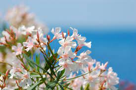 Webmd provides information on causes of appetite loss and treatments for dogs that won't eat. Oleander Toxic To Pets Pet Poison Helpline