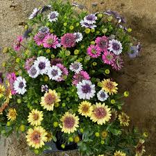 Image result for Osteospermum ecklonis