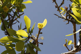 Image result for Ochna pulchra