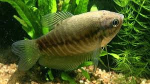 Khususnya bagi yang sudah terbiasa memelihara ikan. Panduan Lengkap Budidaya Ikan Sepat Siam Trichogaster Pectoralis