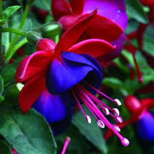 Risultati immagini per Naturaleza perfecta. Fuchsia.
