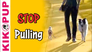 For example, he wants to go sniff a different area, or. Train Your Dog To Stop Pulling On Leash Youtube