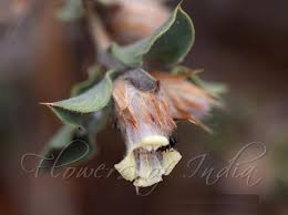 Image result for Lepidagathis randii