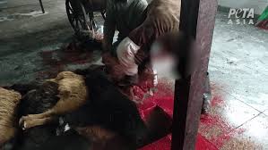 .a goat chinese woman killing a goat you are looking for are usable for all of you on this website. Peta Expose There S Nothing Luxurious About Cashmere