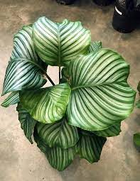How To Grow And Care For Calathea Orbifolia Calathea Plant Plant Care Houseplant Calathea Orbifolia