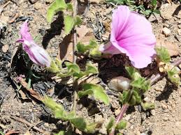 Image result for Ipomoea crassipes
