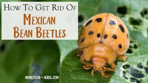 Lima beans, soybeans, cowpeas, fava beans, mung and. Mexican Bean Beetle Control Naturally For Home Gardens Homestead Acres