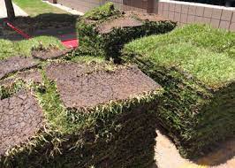Although often more expensive than grass seed, sod is easy to care for once established. Success With New Sod Neil Sperry S Gardens