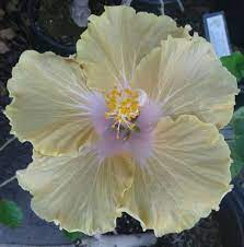 Hibiscus Name Origin Unknown Hibisco Plantas De Sol Flores Maravilhosas