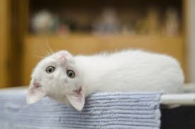 But i think that question is asking more about fish that are fresh, or frozen. How Much Wet Food Should You Feed Your New Kitten