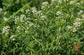 Image result for Rorippa nasturtium-aquaticum