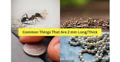 10 Common Things That Are 2 Millimeters (mm) Long/Thick ...