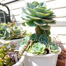 七福神の育て方 多肉植物のエケベリアの仲間 Horti ホルティ By Greensnap