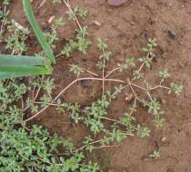 Image result for Portulaca quadrifida