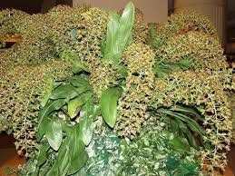 Image result for Ansellia