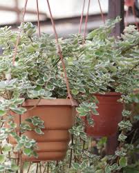 Image result for Plectranthus verticillatus