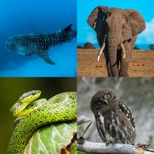 Image result for Micractis