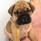 Bullmastiff For Sale in Michigan - Hoobly Classifieds