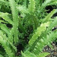 Image result for Asplenium elliottii
