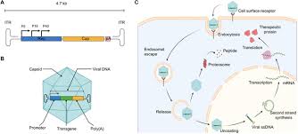 Image result for Blue 1999 AAV