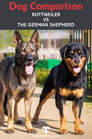 The german shepherd rottweiler dog is 50% german shepherd and 50% rottweiler. German Shepherd Puppies Vs Rottweiler Puppies Pets Lovers