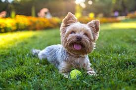 Complete list of dog breeds from a to z. 12 Breeds That Thrive In Hot Weather