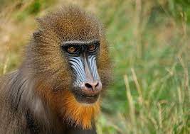 صور للقرد من أفضل الصور للقرود بجودة عالية in 2020 mandrill animal planet pet monkey