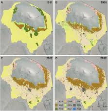 Image result for Megalochlamys revoluta
