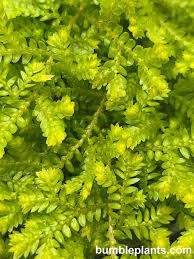 Image result for Selaginella kraussiana