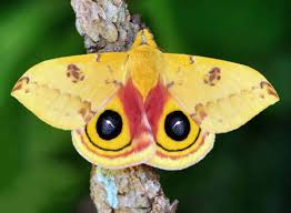 Stream tracks and playlists from moth. 20 Moth Species More Beautiful Than Butterflies