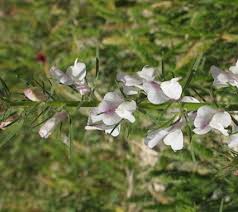 Image result for Misopates