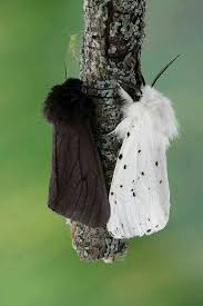 Black And White Spotted Moth Pa Black And White Cute Moth Cool Insects Beautiful Butterflies