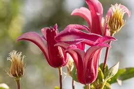 Check out our hardy clematis selection for the very best in unique or custom, handmade pieces from our shops. The 27 Best Cold Hardy Clematis Varieties Gardener S Path