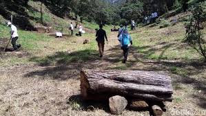 Selfie taman sakura / surabaya menjadi romantis seperti negeri sakura, warga. Toyota Sulap Lereng Lawu Karanganyar Jadi Taman Sakura